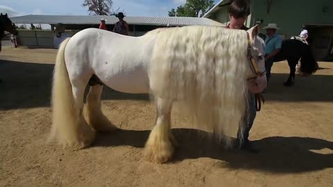 Vanner horses dazzle at the Western States Horse Expo