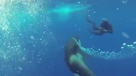 Sound on! A killer whale giving a very close inspection!⁣