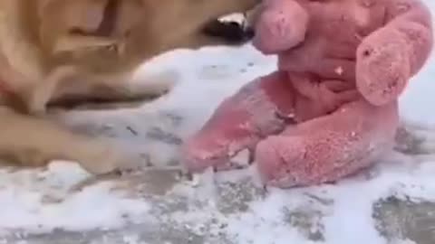 A cute baby plays with a dog