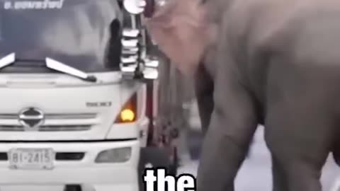 Every Truck Pays a Toll Fee to This Elephant! #amazingshort #unbelievablemoment #funnyanimals
