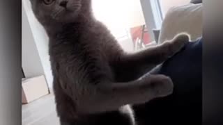 Cat Gets Crazy Eyes After Hearing A Strange Sound