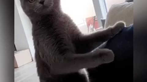 Cat Gets Crazy Eyes After Hearing A Strange Sound