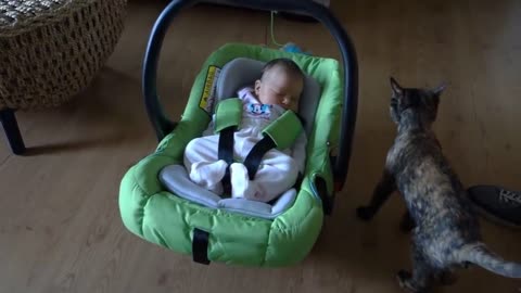 funny cats and babies playing together ;animals