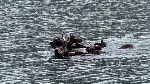 Family of Moose Swimming Across Colorado Lake