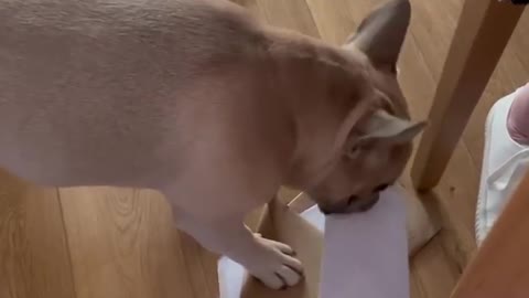 French Bulldog My little helper Alfie-dog tidying up my birthday card envelopes