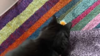 Kitty Playing Fetch Slides Face First Into Wall