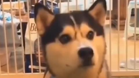 Funny Corgi reactions 😂 || Funny Dog videos 😁 || Funny Corgi Videos