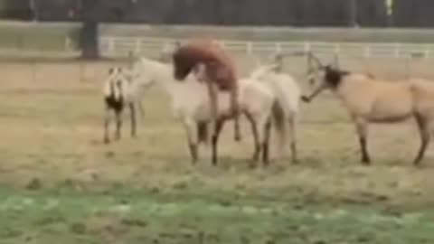 Horses playing with each other | animal video