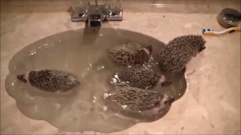 TINY Hedgehogs Get Given A Bath!