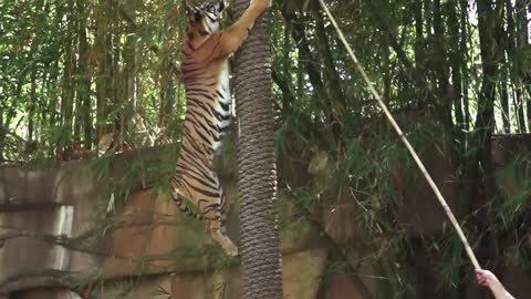 The blind tiger - Hunter's story | Australia Zoo Life