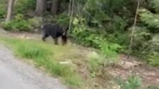 Black Bear Charges at Runner