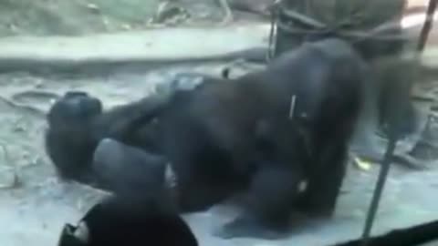 Gorillas Gone Wild At Zoo.