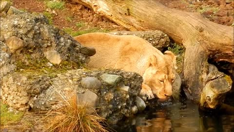 Lion drinking water - Big cat