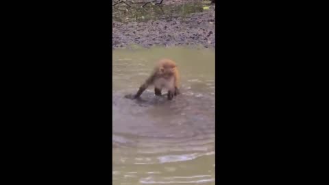 cheeky monkey water plays