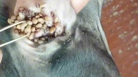puppy #ticks #dogtricks #fleas #animals #dogrescue #rescuedog h (7)