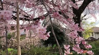 CHERRY BLOSSOMS IN FULL BLOOM JAPAN 2018