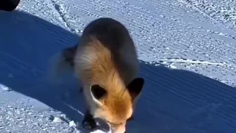 Beautiful fox burying food for later