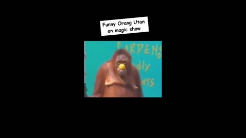 Funny Orangutan with a yellow ball.