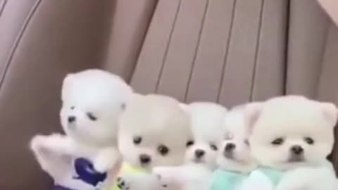 Cute dog video