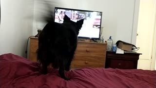 Dog can't handle other dogs on tv