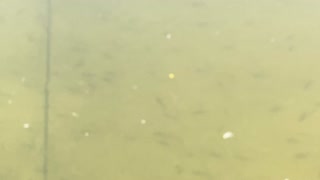 Minnows of the Humber River 6