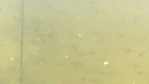 Minnows of the Humber River 6