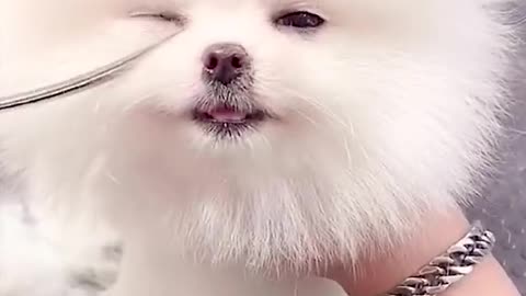 Baby dog video 🤩 cute and funny dog