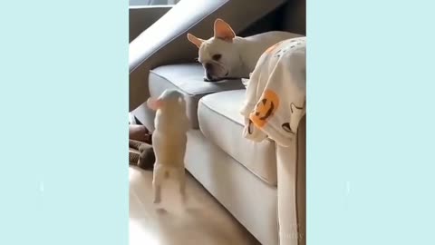 Funny Dog Videos It's time to LAUGH with Dog's life #14