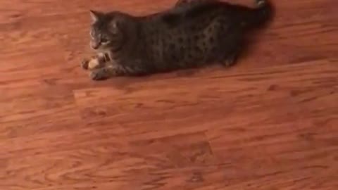 Brown cat on wood floor freaks out over bag of cat nip