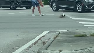 Good Samaritan Stops Traffic for Crossing Ducks