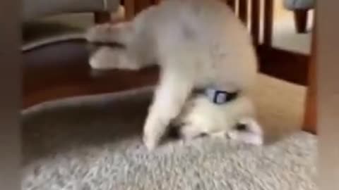 funny cat and dogs