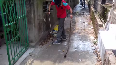 SPECTACLED COBRA catching in a dangerous situation