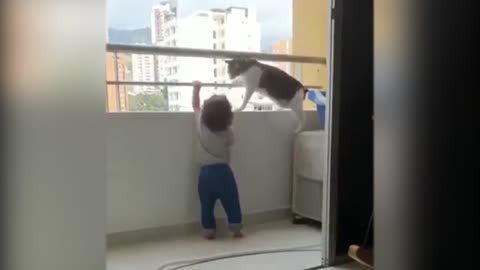 Video: The baby is about to climb the apartment railing, the cat firmly prevents it