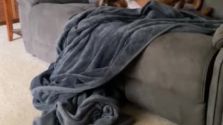 Boxer Dog Goes Crazy In Blanket