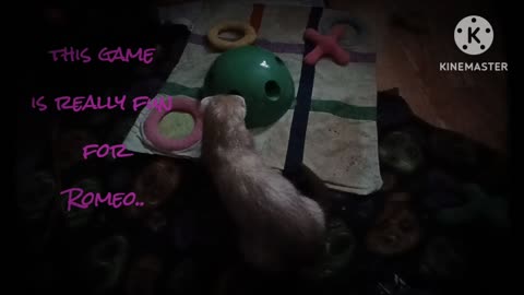 Romeo the ferret .....more tail wagging!!