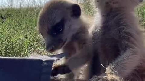 So Cute Meerkats