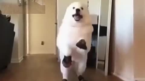 Dog running with shoes