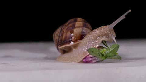 SnailShell