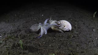 Coconut Octopuses Battle Over Shell
