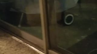 Black dog growling at possum outside window