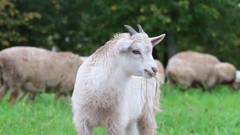 Cute Kid Sheep Young Small Lamb Grass