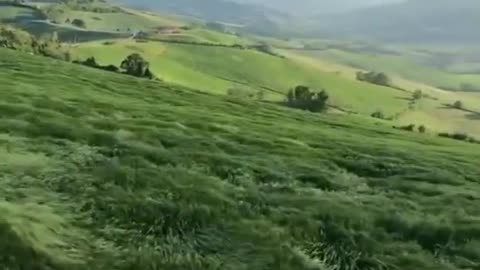 Epic long grass looks like an ocean 😮