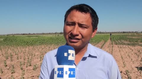 Sequía y plagas afectan la zona agrícola más importante de Bolivia