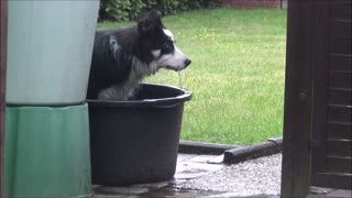 Border Collie is having fun in the water