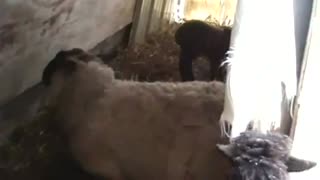 Rambunctious Lamb