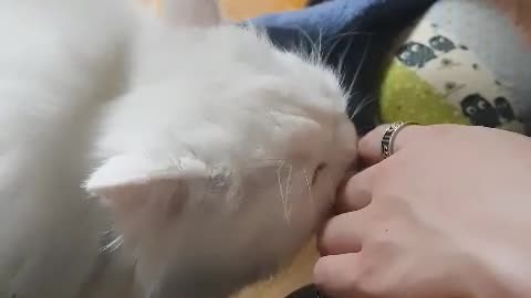 Cat loves his butler's hand.