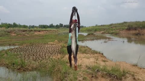 Unbelievable big fish being caught by chicken