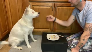Opal, the Blind and Deaf Dog Enjoys Plate of Delicious Foods