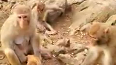 South Africa Forest monkey with his baby Monkey