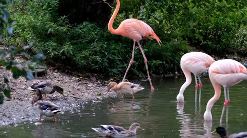 water stork